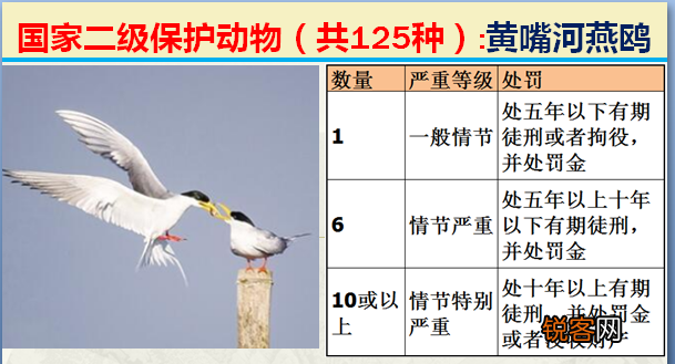 国家二级野生保护动物 最新125类保护名录