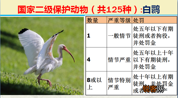 国家二级野生保护动物 最新125类保护名录