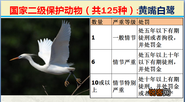 国家二级野生保护动物 最新125类保护名录