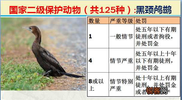 国家二级野生保护动物 最新125类保护名录