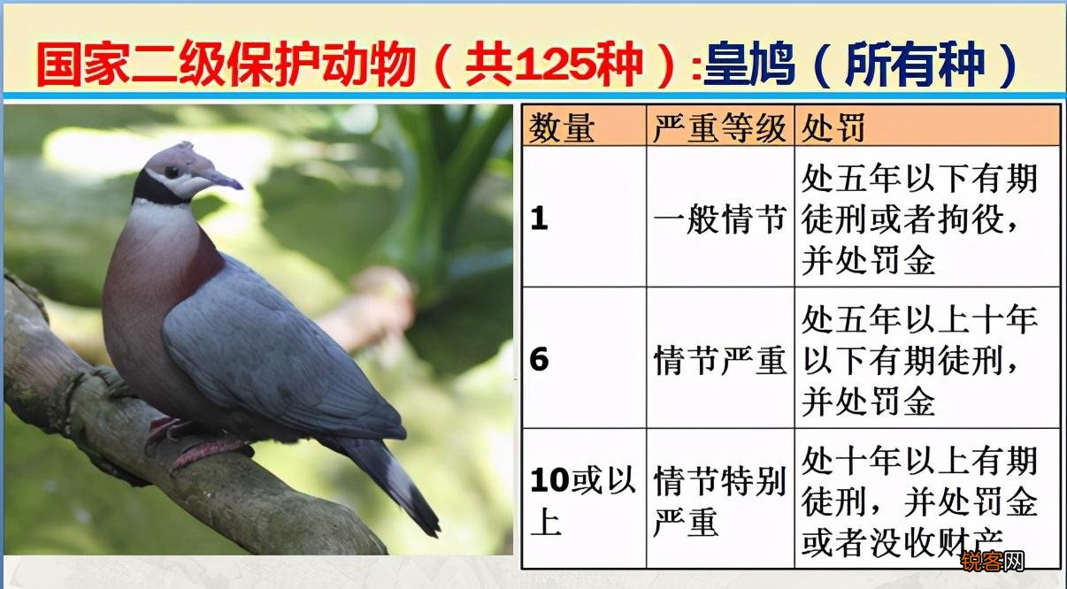 国家二级野生保护动物 最新125类保护名录