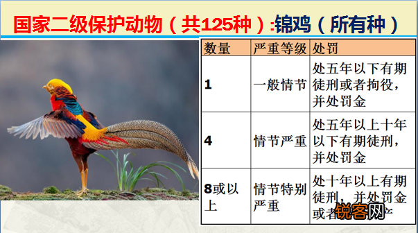 国家二级野生保护动物 最新125类保护名录