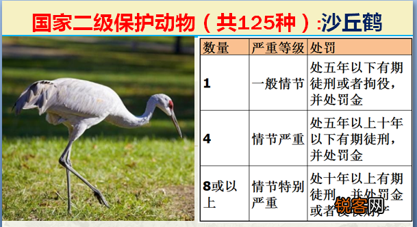 国家二级野生保护动物 最新125类保护名录