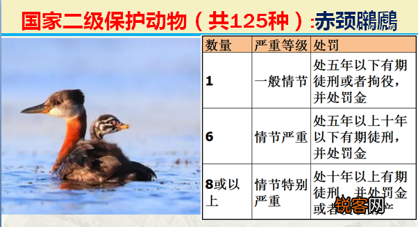 国家二级野生保护动物 最新125类保护名录