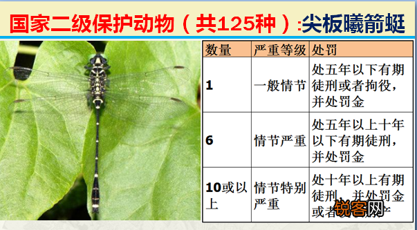 国家二级野生保护动物 最新125类保护名录