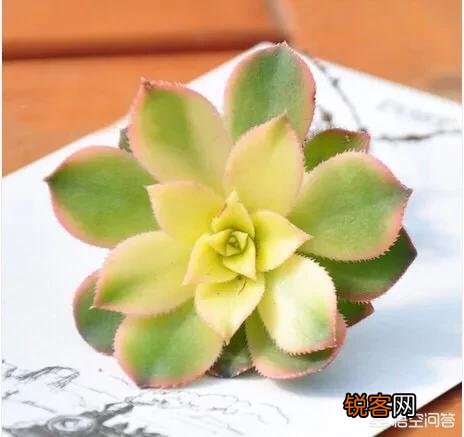 多肉法师比较容易养护的品种有哪些？