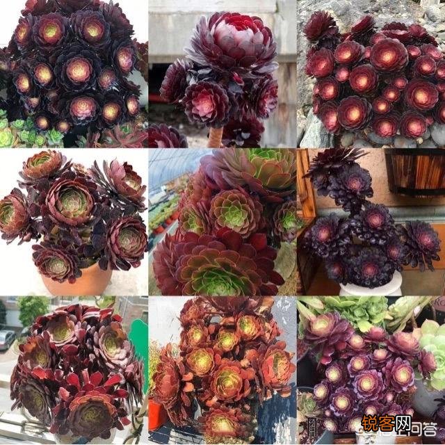 多肉法师比较容易养护的品种有哪些？