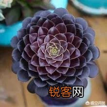 多肉法师比较容易养护的品种有哪些？