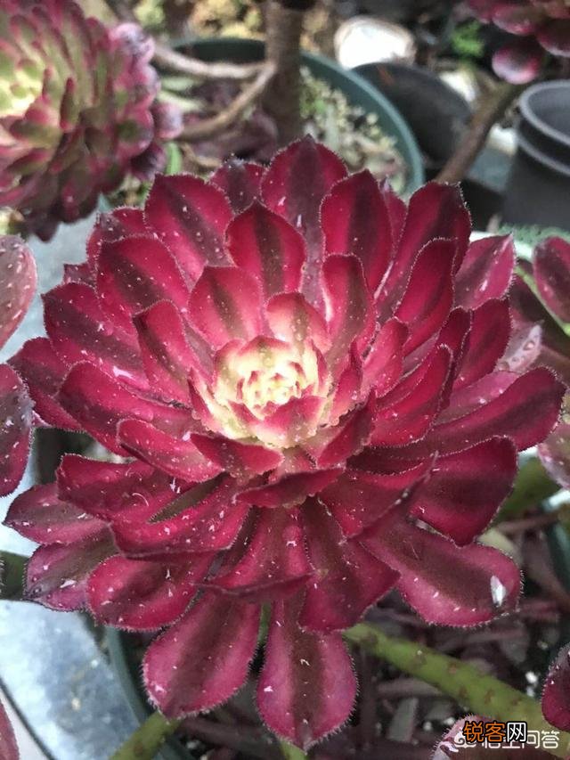 那些高手养的多肉都是什么样的呢？