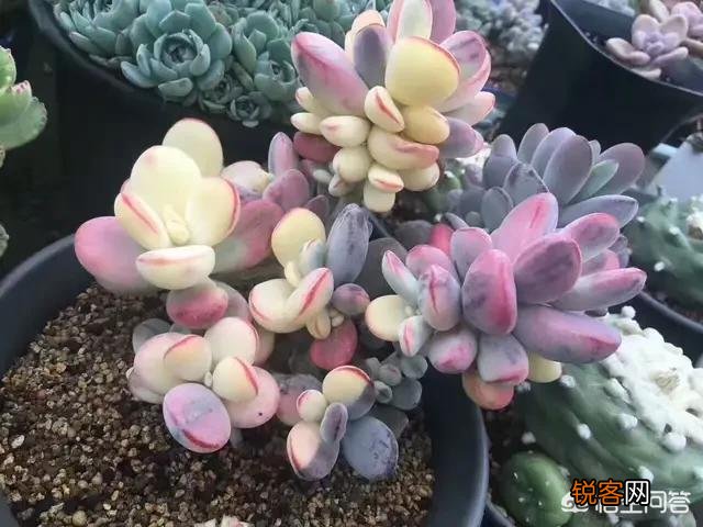 那些高手养的多肉都是什么样的呢？