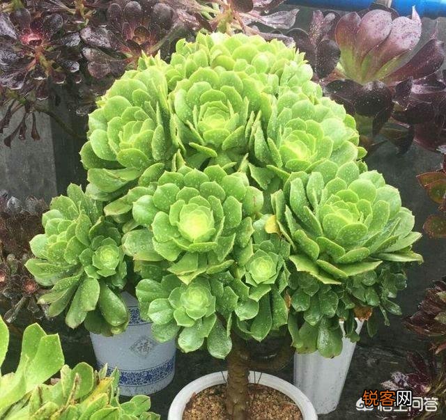 春天来了能推荐几个好看、好养的多肉吗？