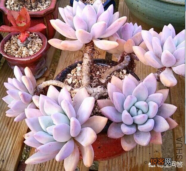 多肉植物奥普琳娜好养吗？应该如何养护？