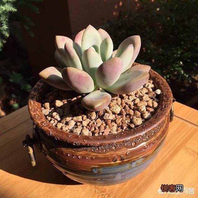 多肉植物奥普琳娜好养吗？应该如何养护？