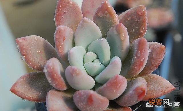多肉植物奥普琳娜好养吗？应该如何养护？