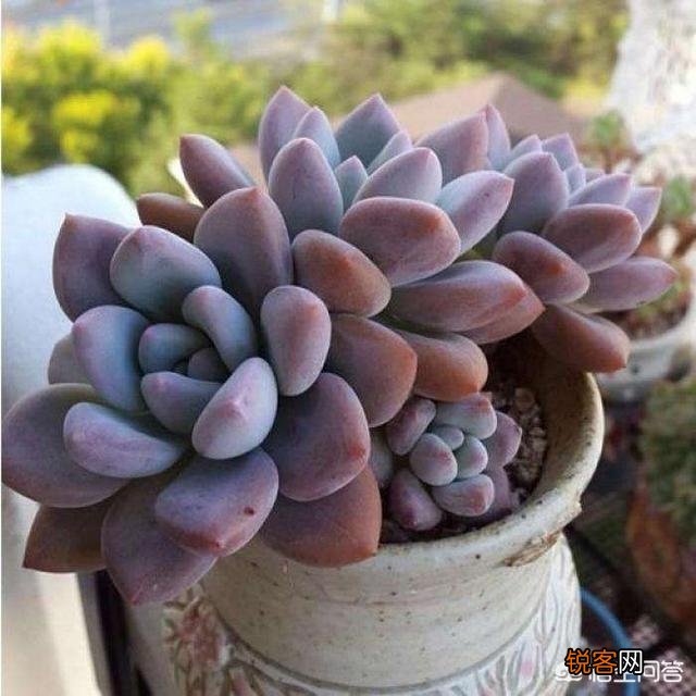 多肉植物奥普琳娜好养吗？应该如何养护？