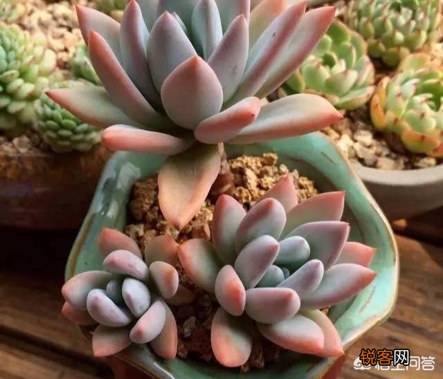 多肉植物奥普琳娜好养吗？应该如何养护？