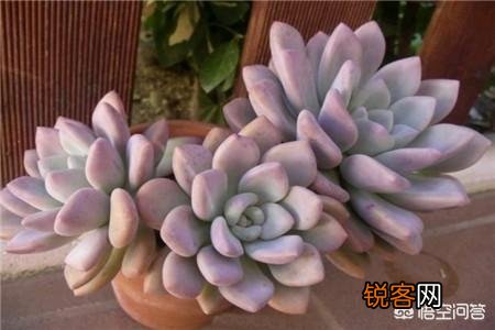 多肉植物奥普琳娜好养吗？应该如何养护？