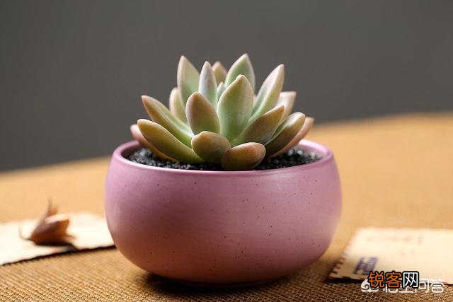 多肉植物奥普琳娜好养吗？应该如何养护？