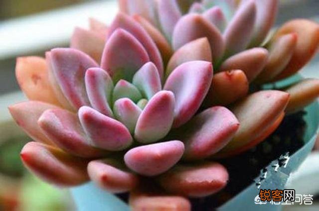 多肉植物奥普琳娜好养吗？应该如何养护？