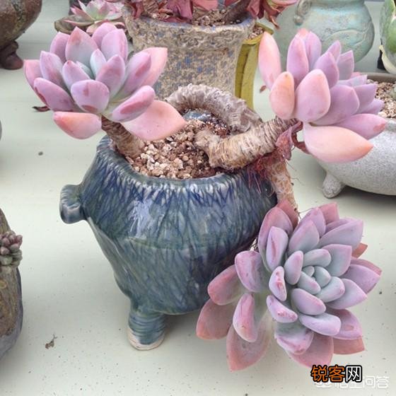 多肉植物奥普琳娜好养吗？应该如何养护？