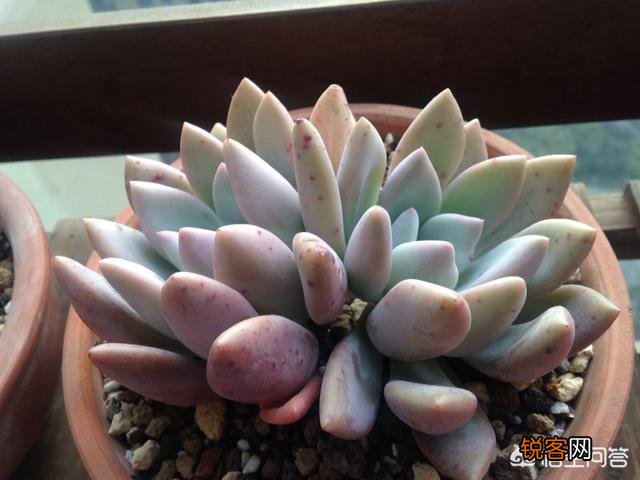 多肉植物奥普琳娜好养吗？应该如何养护？