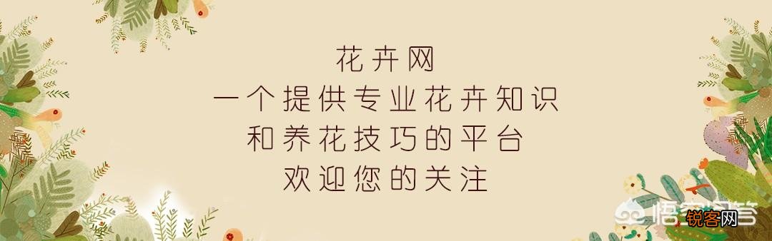 多肉植物奥普琳娜好养吗？应该如何养护？