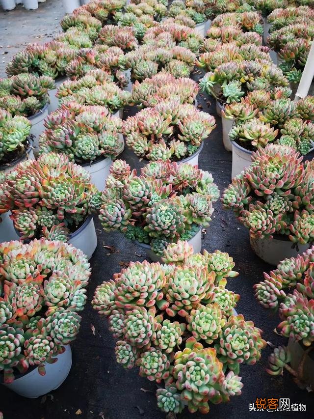 多肉植物是怎样的?它好养活吗？