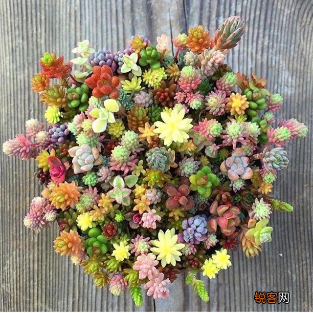 多肉植物是怎样的?它好养活吗？