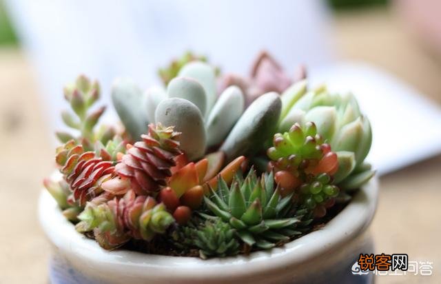 多肉植物是怎样的?它好养活吗？