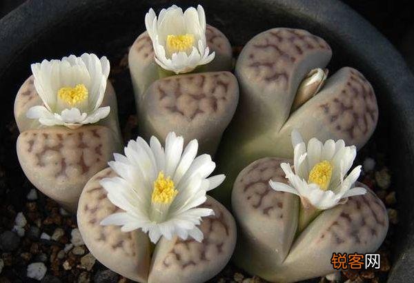 多肉植物是怎样的?它好养活吗？