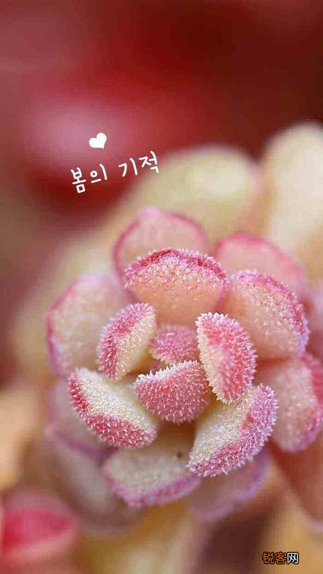 多肉植物是怎样的?它好养活吗？