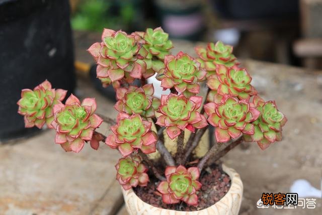 多肉植物是怎样的?它好养活吗？