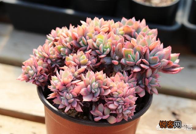 多肉植物是怎样的?它好养活吗？