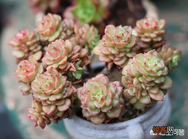 多肉植物是怎样的?它好养活吗？