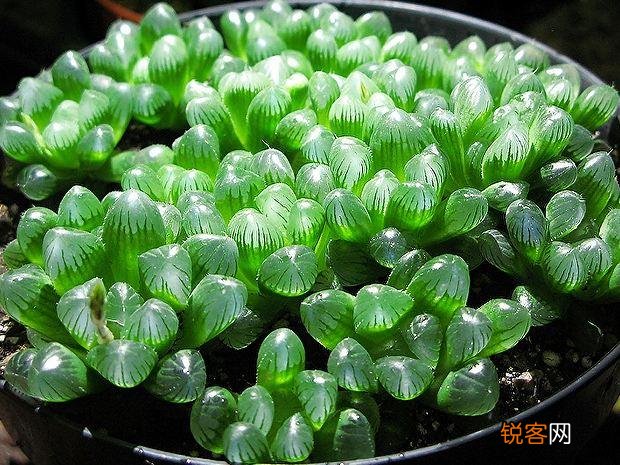 多肉植物是怎样的?它好养活吗？
