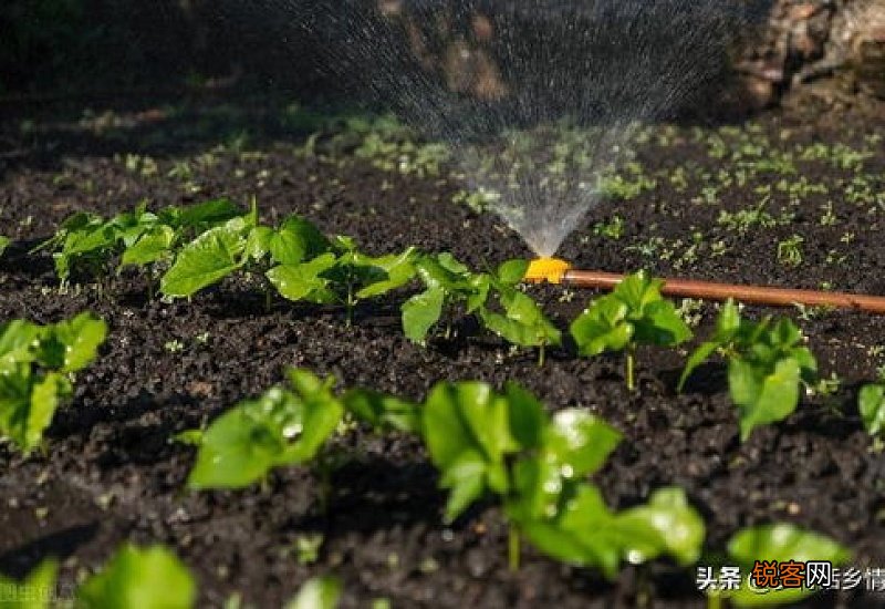菜生虫子不想打药用什么好