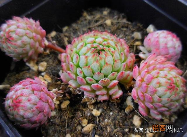 哪种多肉比较好养？