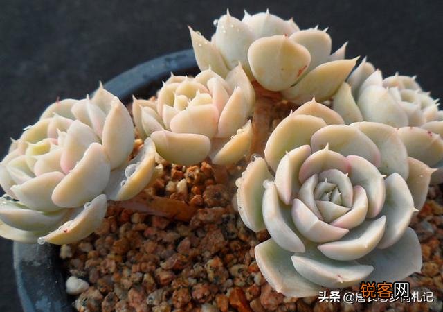 哪种多肉比较好养？