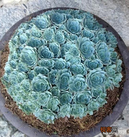 你认为哪一种多肉比较好养又有趣呢？