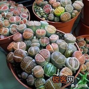 你认为哪一种多肉比较好养又有趣呢？