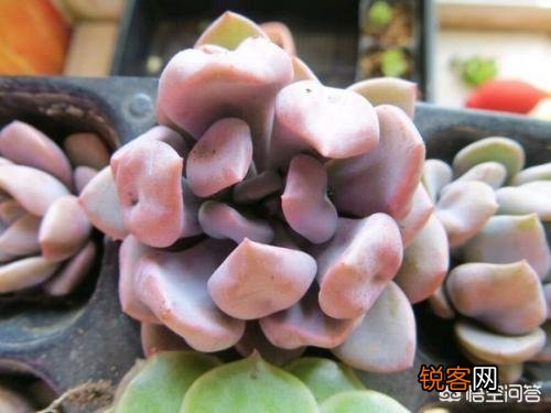 你认为哪一种多肉比较好养又有趣呢？