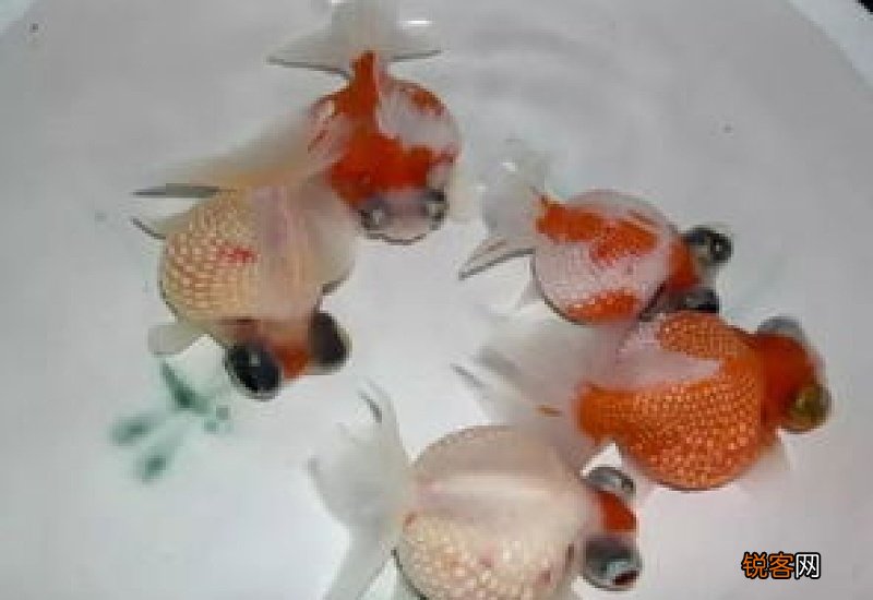 鱼缸的水腥臭怎么解决
