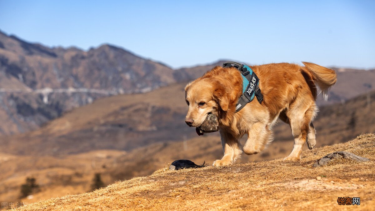 中型犬品种大全 最受欢迎的八种“中型犬”