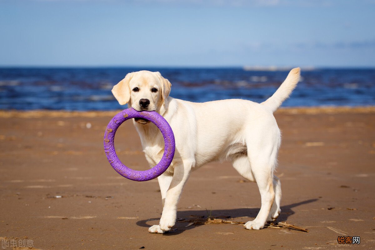 中型犬品种大全 最受欢迎的八种“中型犬”