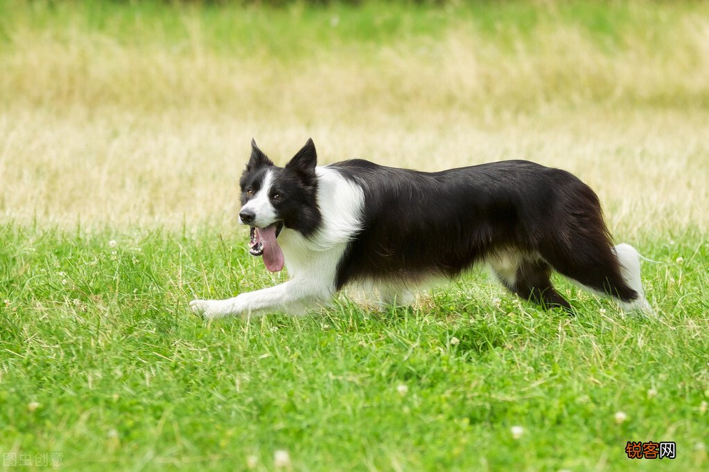 中型犬品种大全 最受欢迎的八种“中型犬”