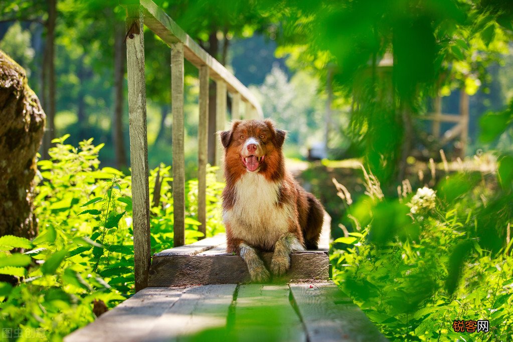 中型犬品种大全 最受欢迎的八种“中型犬”