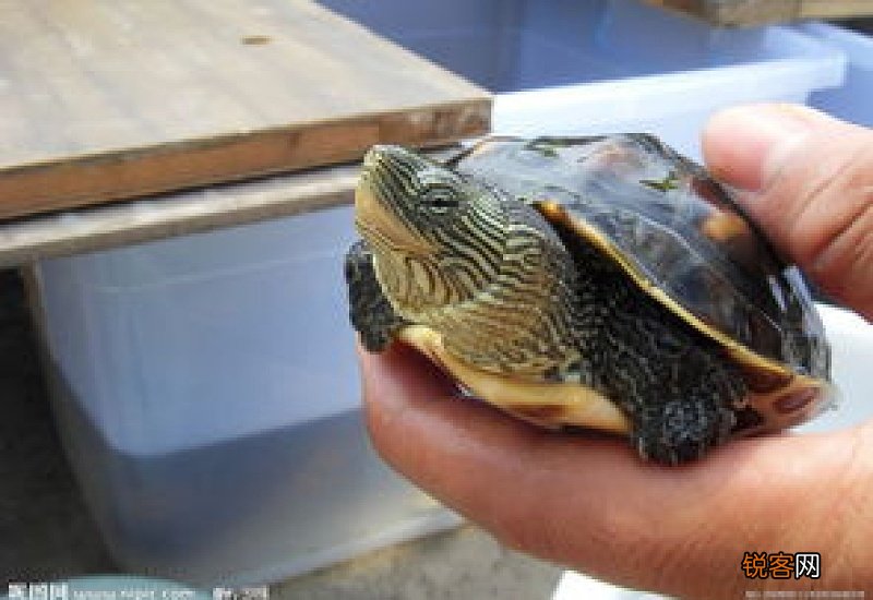 花龟需要多少水