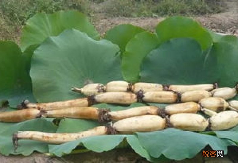 怎样种植莲藕
