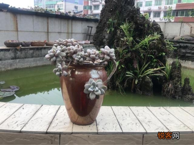 哪些多肉好养且好看,容易长成悬涯桩？