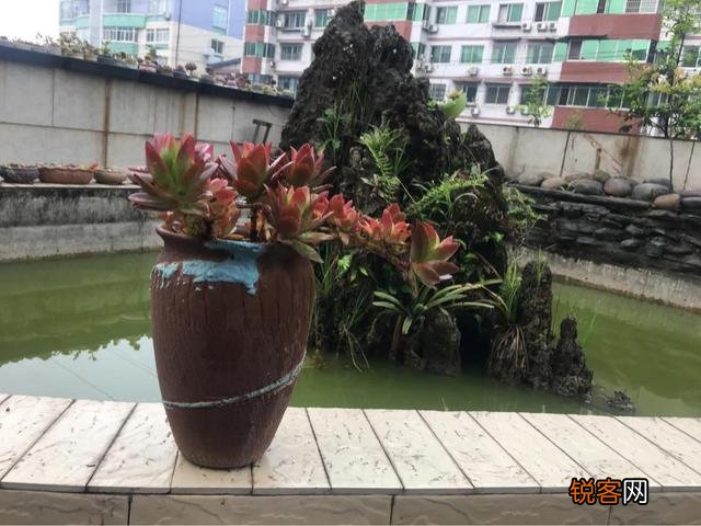 哪些多肉好养且好看,容易长成悬涯桩？